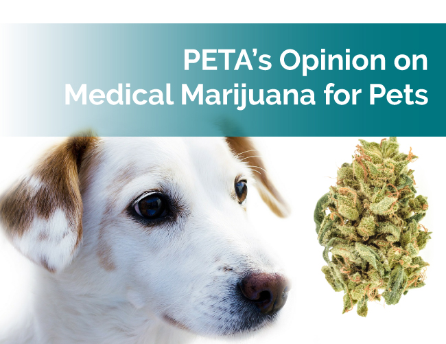 PETA and Medical Marijuana