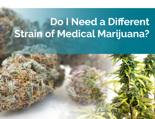different strain of marijuana